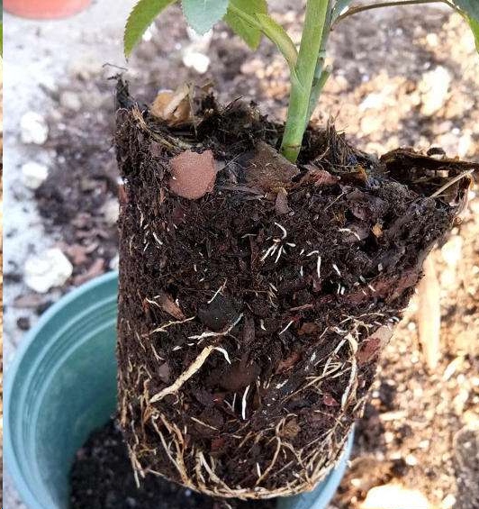 新买的月季苗全是花苞要掐吗？