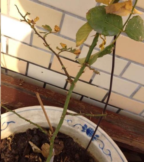新买的月季苗全是花苞要掐吗？