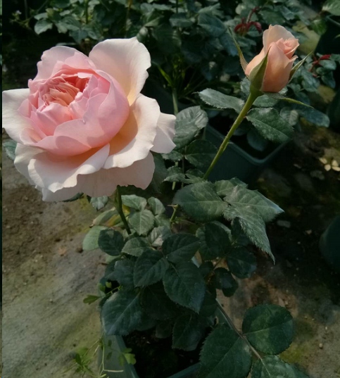 新买的月季苗全是花苞要掐吗？