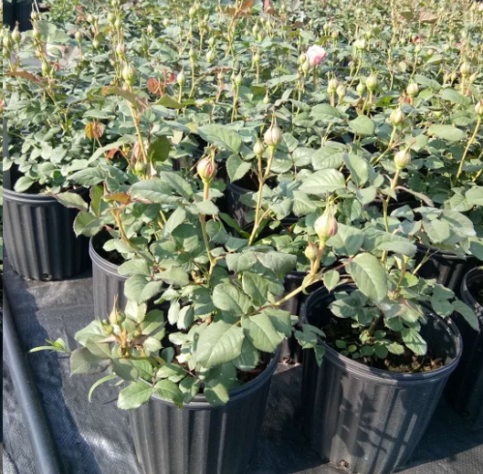 新买的月季苗全是花苞要掐吗？