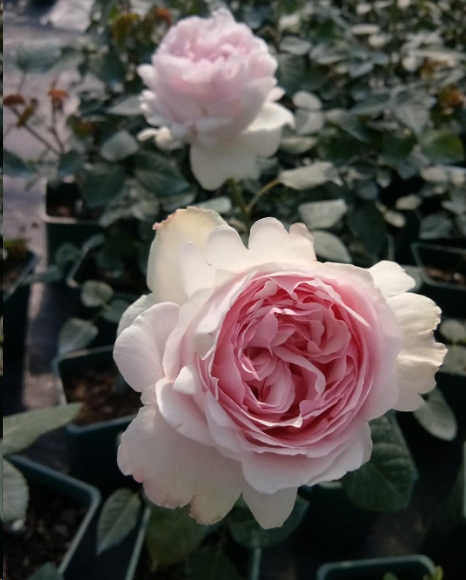 新买的月季苗全是花苞要掐吗？