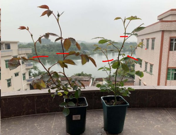 新买的月季苗全是花苞要掐吗？