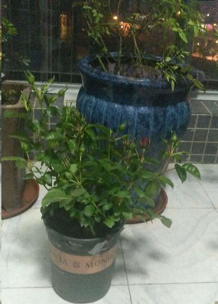 绒球门廊虽不是微月