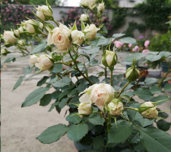 绒球门廊虽不是微月
