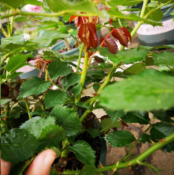 绒球门廊虽不是微月
