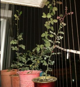 月季花如何爆盆？ 如何让月季花在盆中茁壮生长？