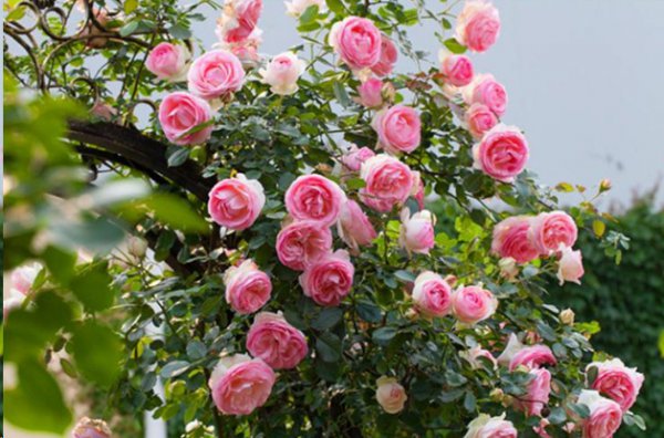 月季花如何爆盆？