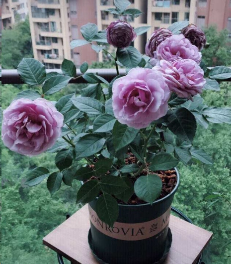 月季花如何爆盆？