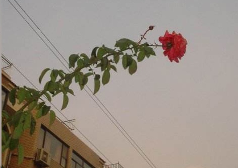 月季花如何爆盆？