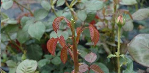 月季花如何爆盆？
