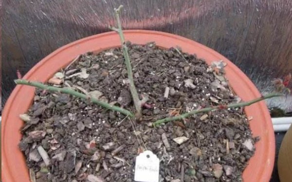 月季花如何爆盆？