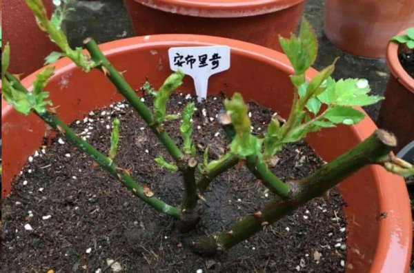 月季花如何爆盆？