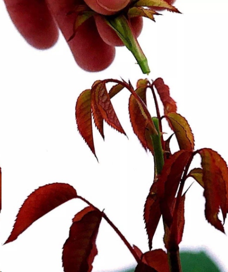 月季花如何爆盆？