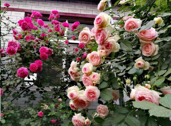 月季花如何爆盆？