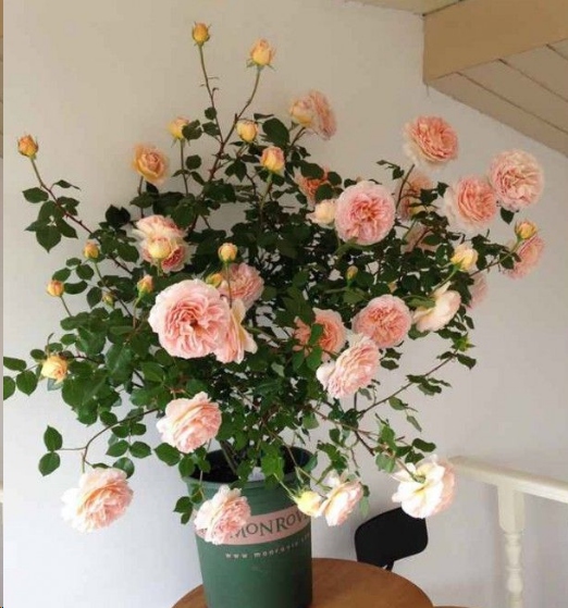 月季花如何爆盆？
