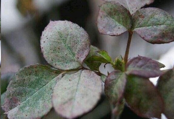 月季红蜘蛛怎么治？