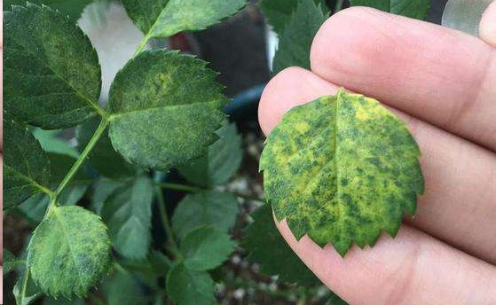 月季红蜘蛛怎么治？