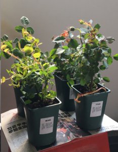 月季小苗长花苞被掐后是否需要再次掐？ 月季小苗掐了花苞再长出来是花苞还