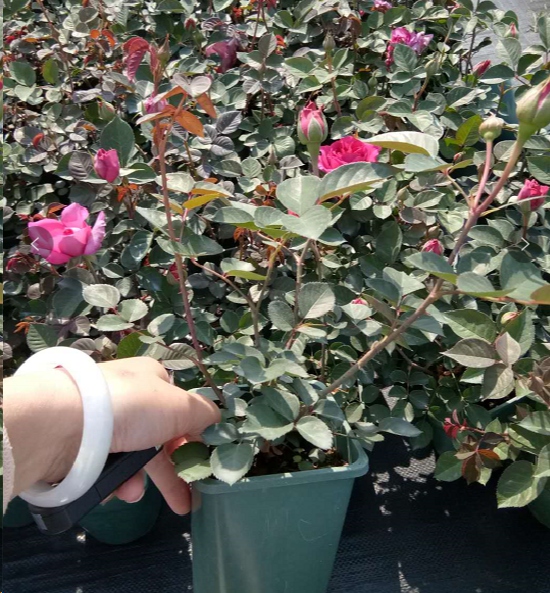 月季小苗掐了花苞再长出来是花苞还要掐吗？