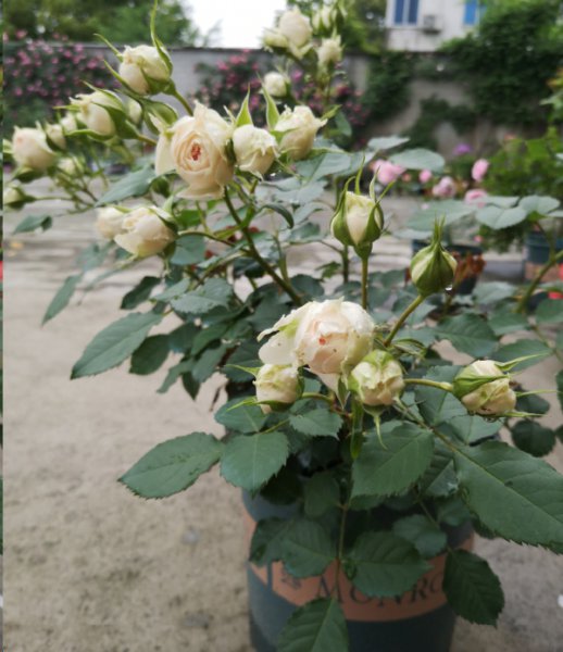 月季花期施什么肥最好？