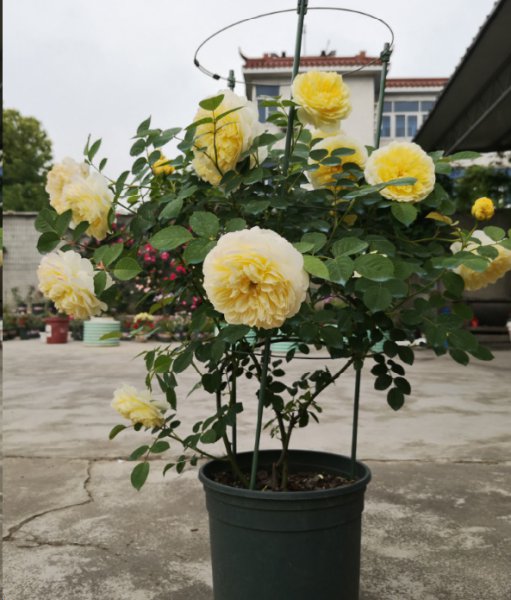 月季花期施什么肥最好？
