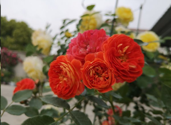 月季花期施什么肥最好？