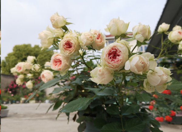 月季花期施什么肥最好？