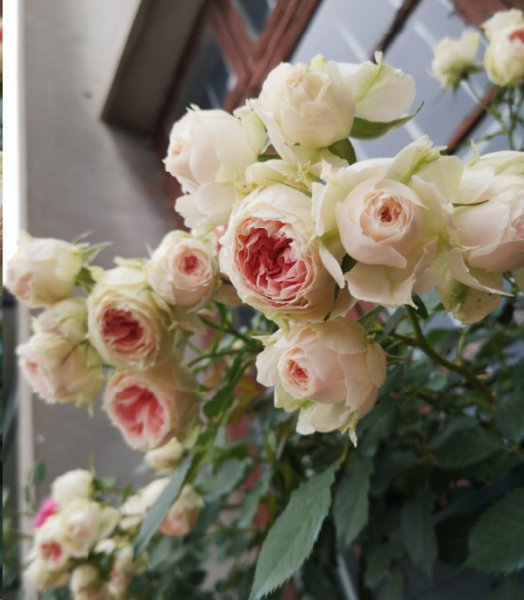 月季花期施什么肥最好？