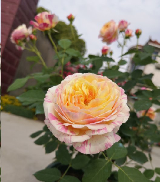 月季花期施什么肥最好？