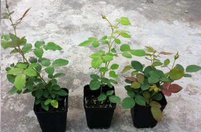 藤本月季为何不开花？ 藤本月季不开花怎么回事？