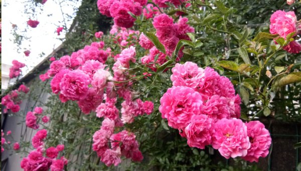 藤本月季不开花怎么回事？
