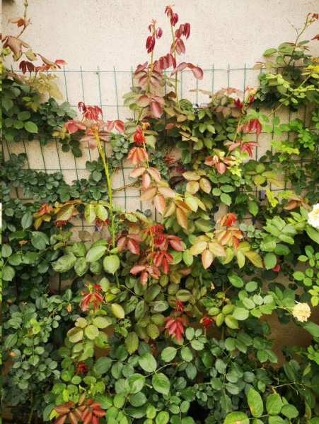 藤本月季不开花怎么回事？