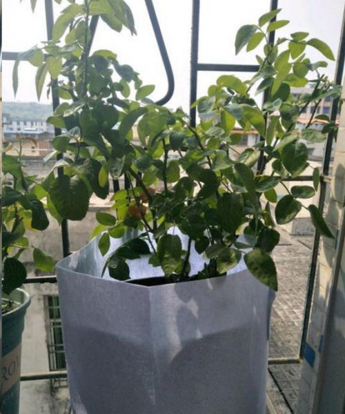 月季夏天需要遮阴吗？