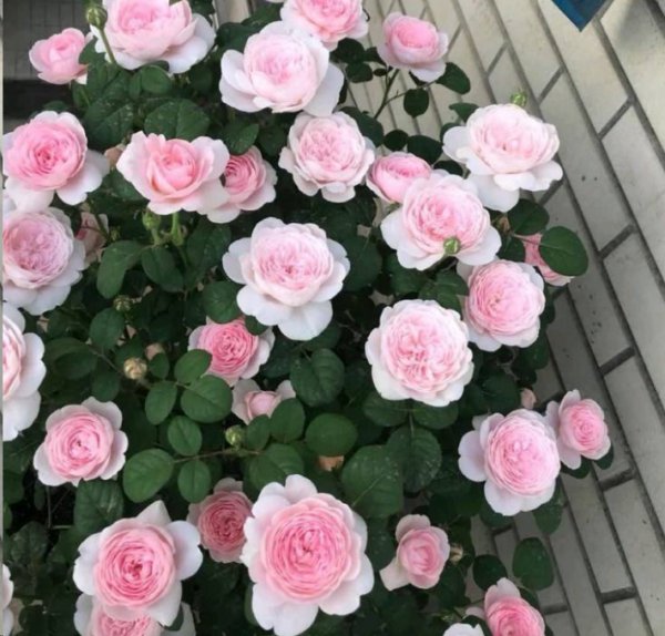 月季夏天需要遮阴吗？