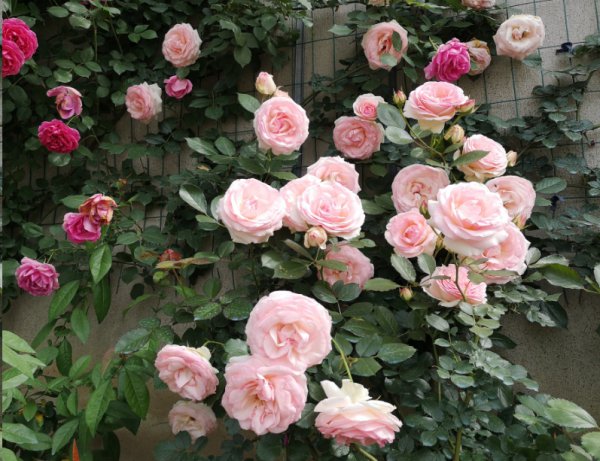 藤本月季入夏前这样剪一剪