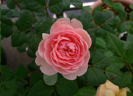 夏季月季花开的越来越小怎么办？