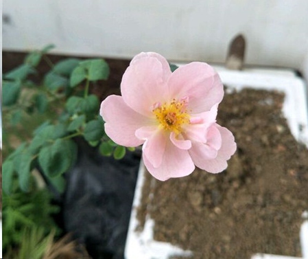 夏季月季花开的越来越小怎么办？