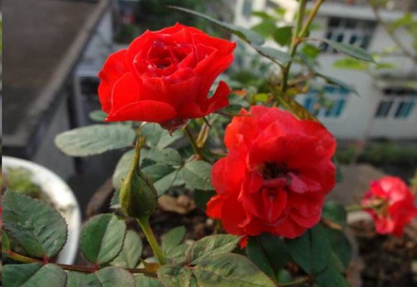 夏季月季花开的越来越小怎么办？