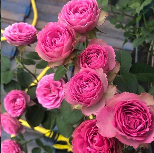 夏季月季花开的越来越小怎么办？