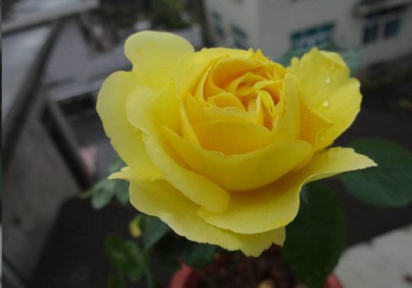 夏季月季花开的越来越小怎么办？