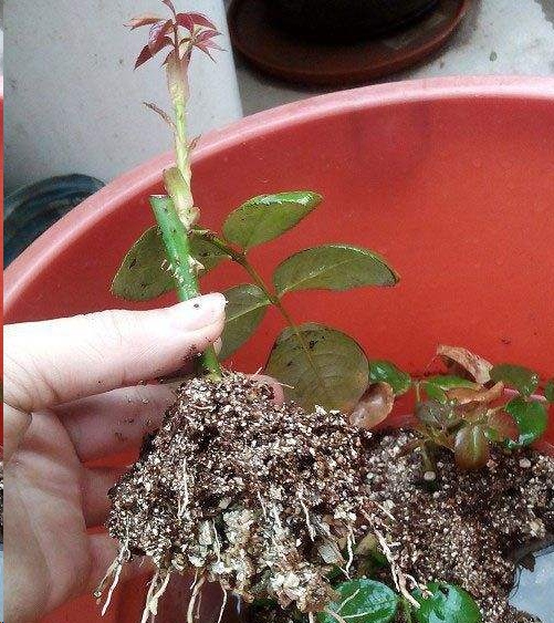 刚扦活的月季这样养