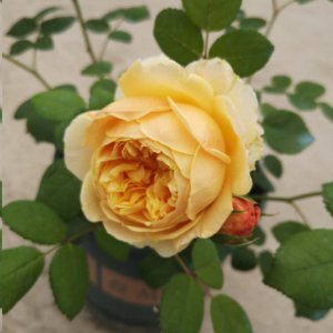 秋季修剪月季促进多花开放 月季入秋后怎么修剪开花多？