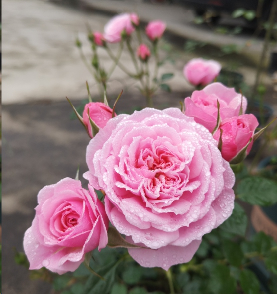 月季入秋后怎么修剪开花多？