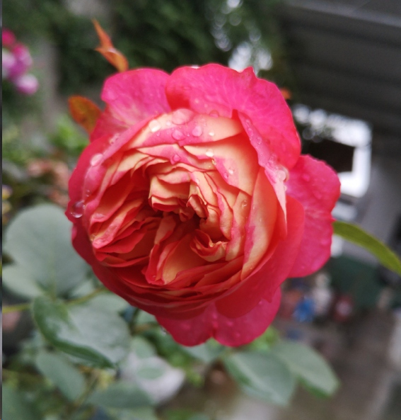 月季入秋后怎么修剪开花多？