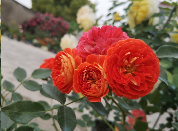 月季入秋后怎么修剪开花多？