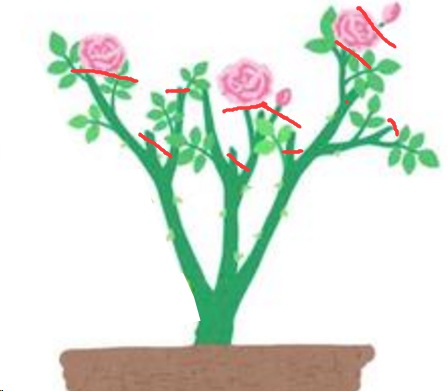 月季入秋后怎么修剪开花多？