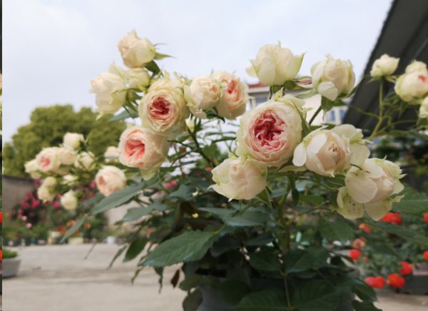 月季入秋后怎么修剪开花多？