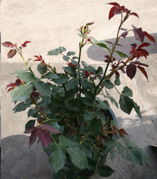 月季入秋后怎么修剪开花多？
