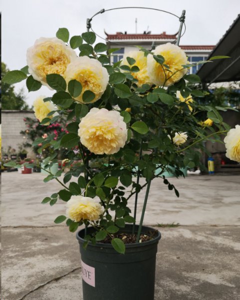 月季大家都是怎么养的为什么买的可以那么矮就开花？