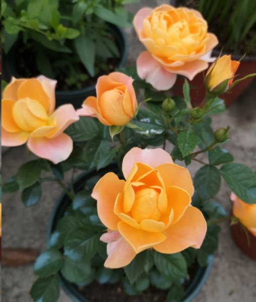 月季入秋后怎么修剪开花多？